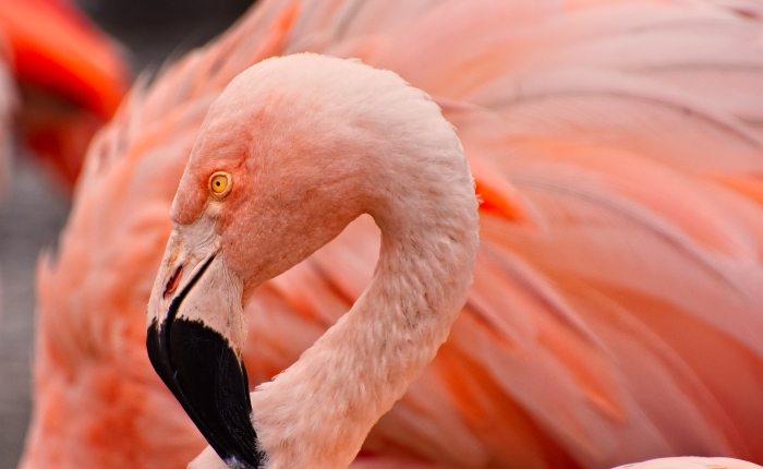 Here ya’ go, a Flamingo