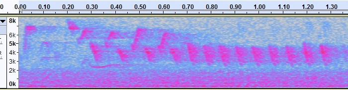 How to Identify a Bird from an Audio Recording